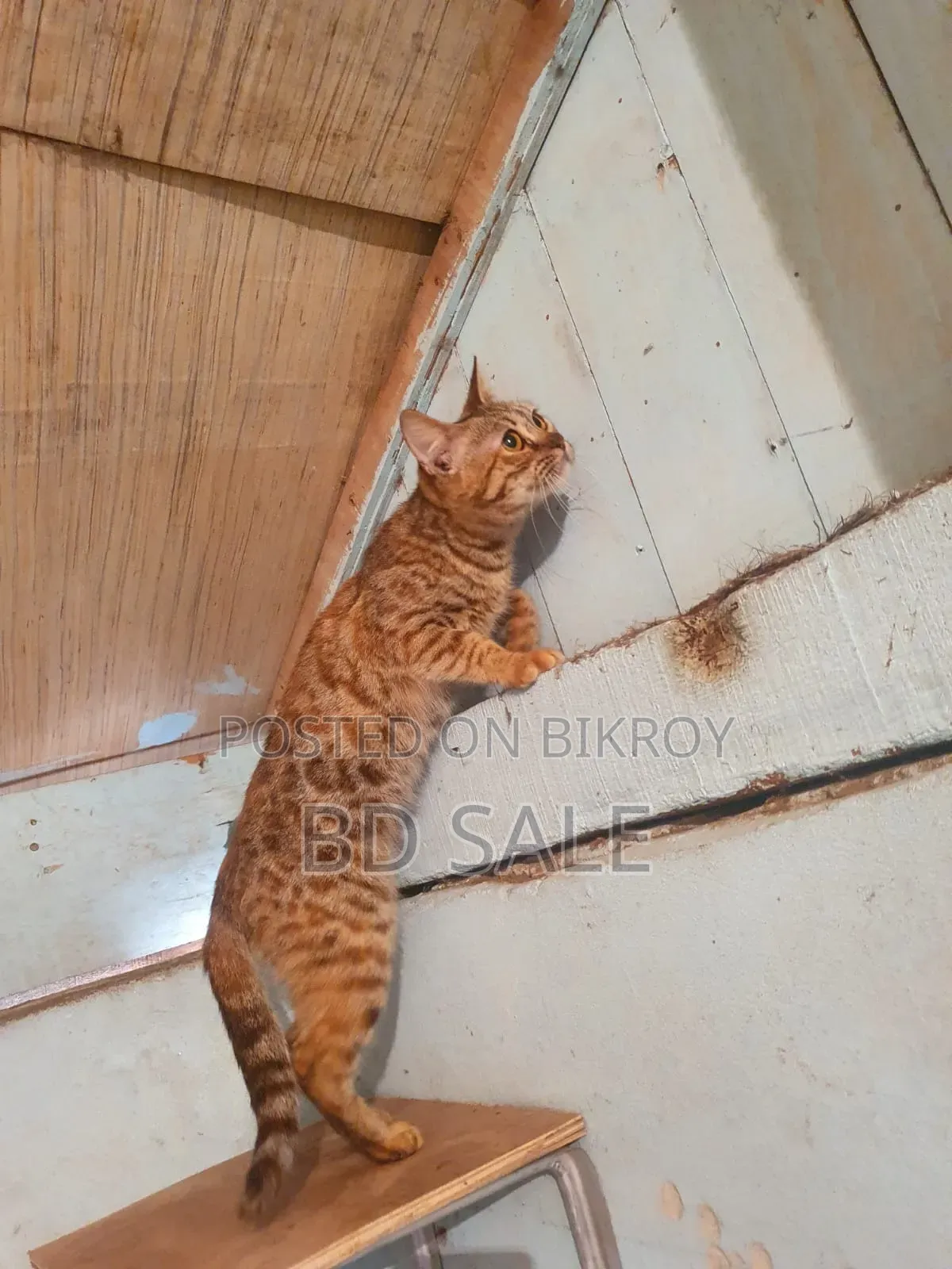 6-12 Months Female Purebred Bengal Cat