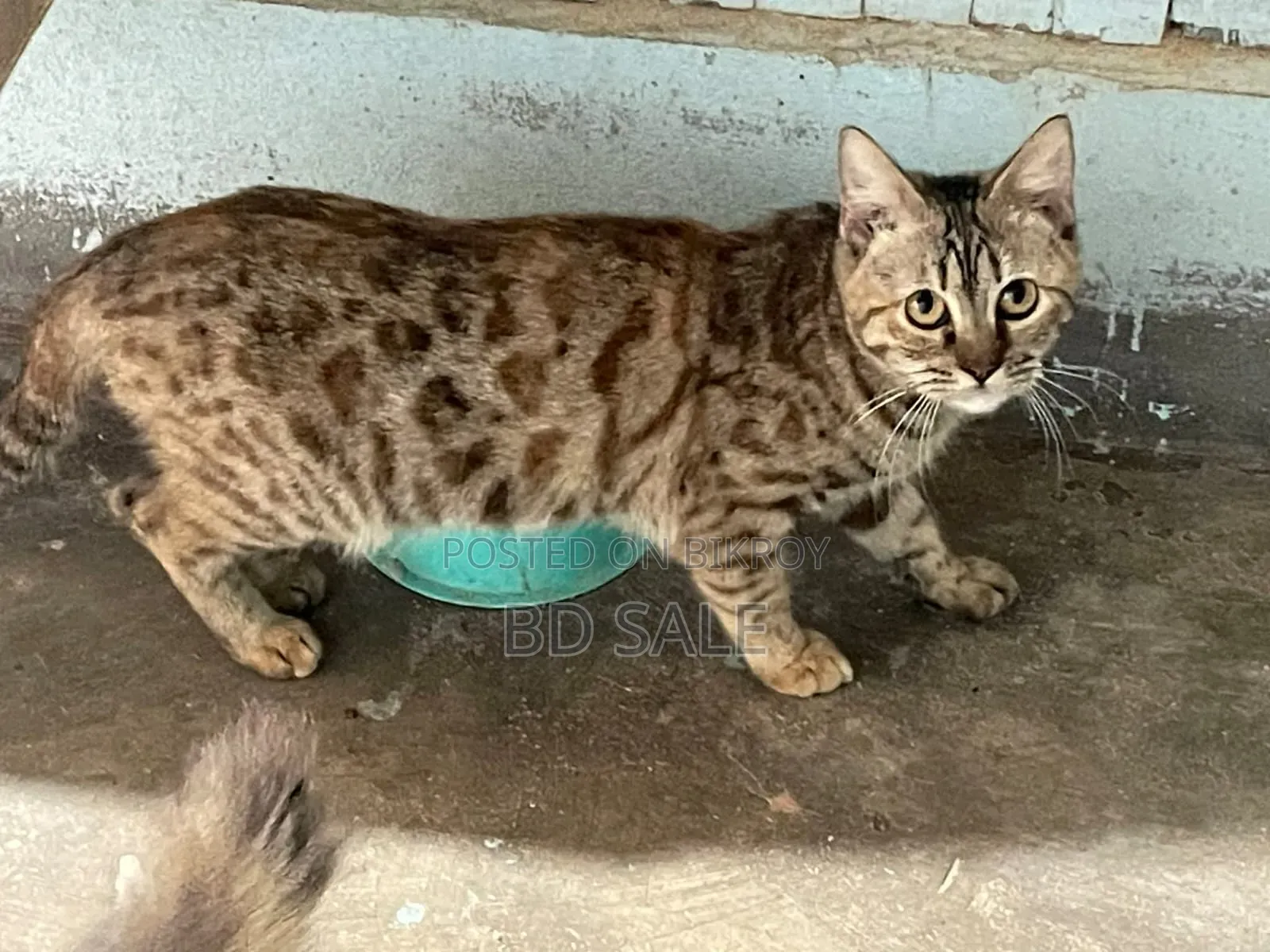 6-12 Months Female Purebred Bengal Cat