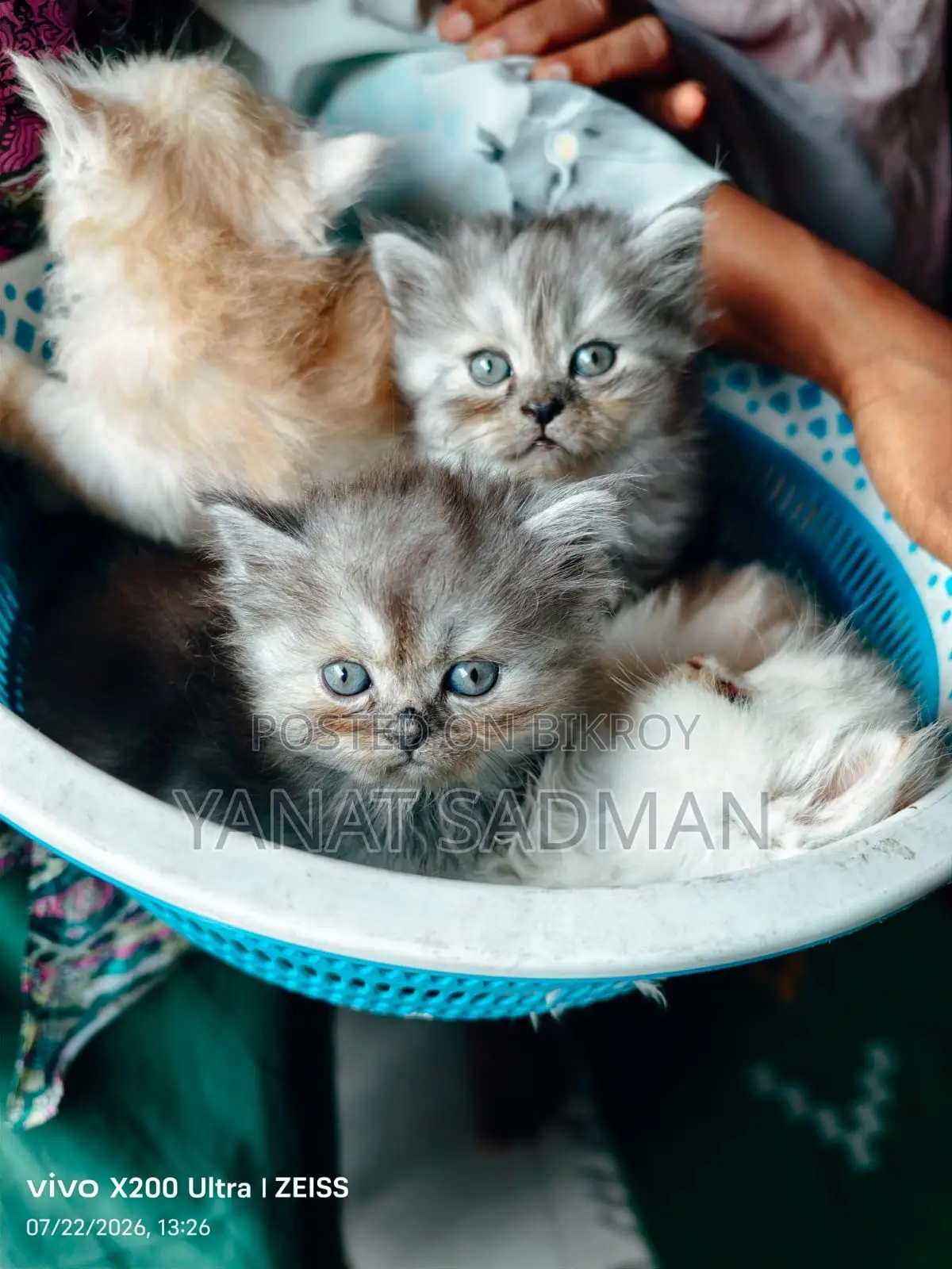 1-3 Months Female Purebred Persian