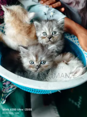 1-3 Months Female Purebred Persian