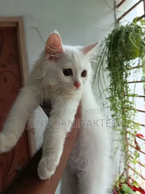 1-3 Months Female Purebred Persian