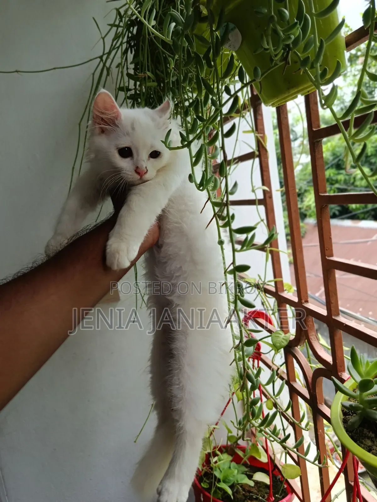 1-3 Months Female Purebred Persian
