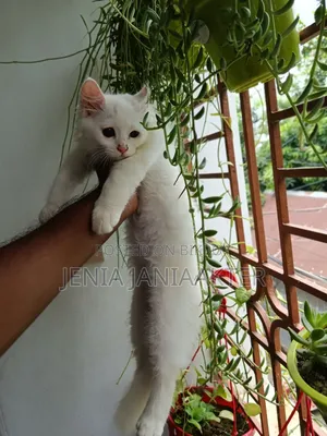 1-3 Months Female Purebred Persian