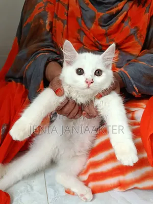 1-3 Months Female Purebred Persian