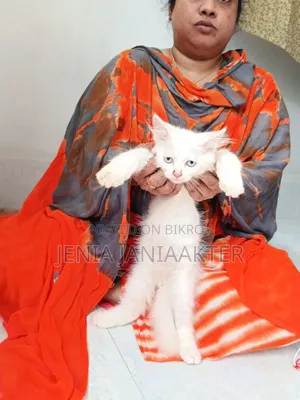 1-3 Months Female Purebred Persian