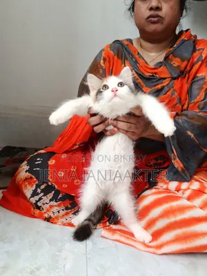 1-3 Months Female Purebred Persian
