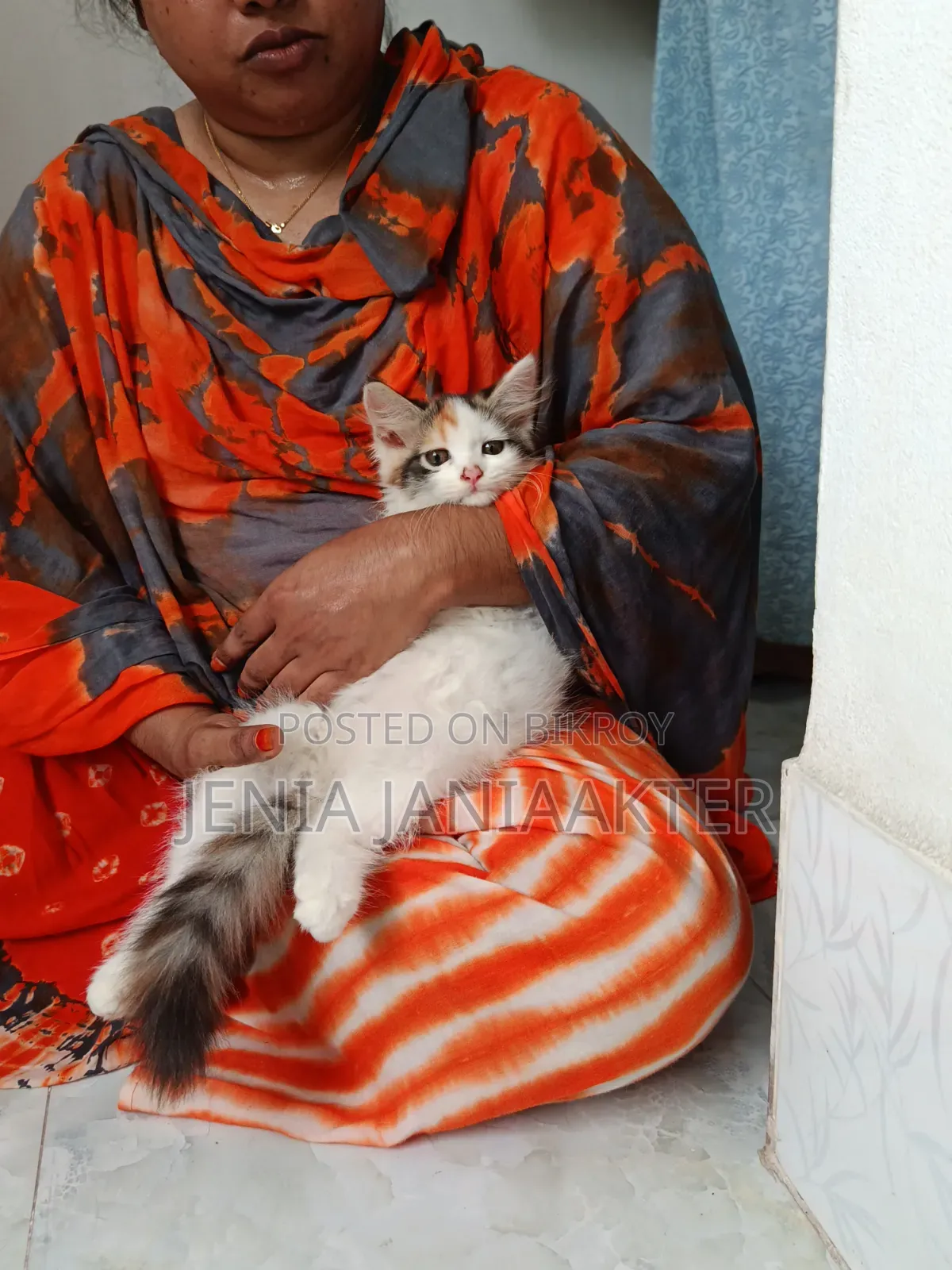 1-3 Months Female Purebred Persian