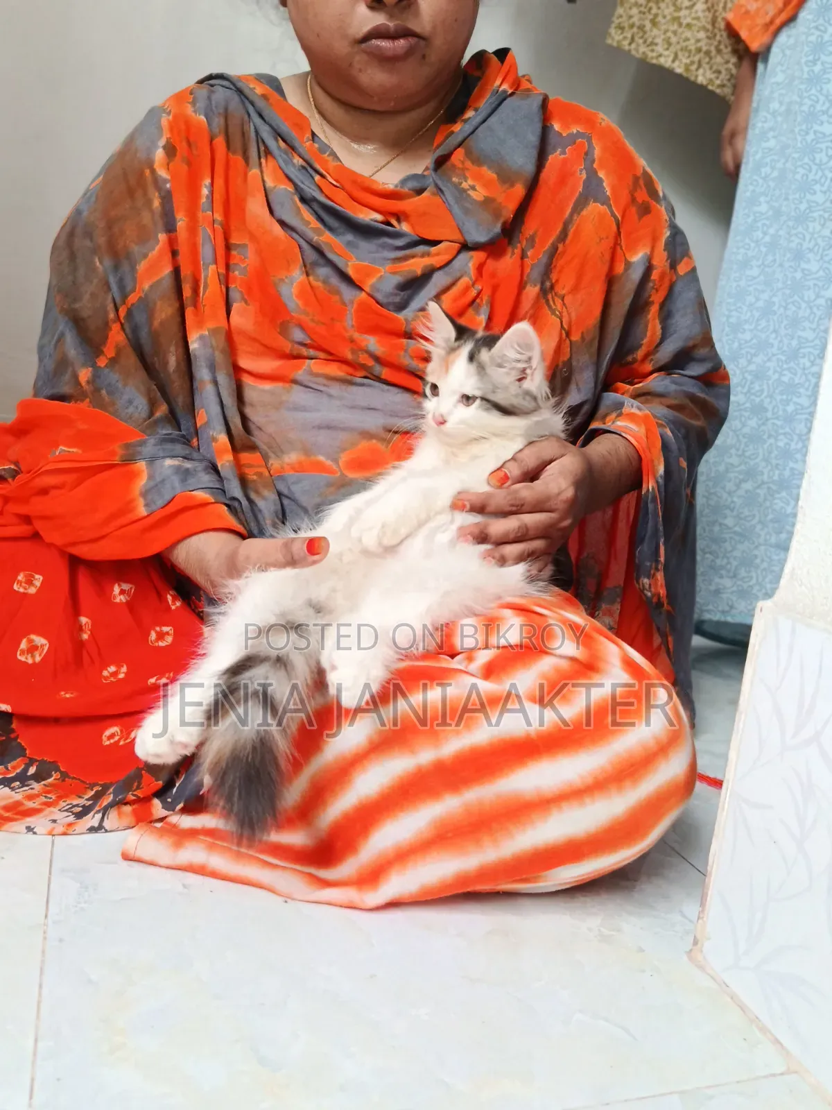 1-3 Months Female Purebred Persian