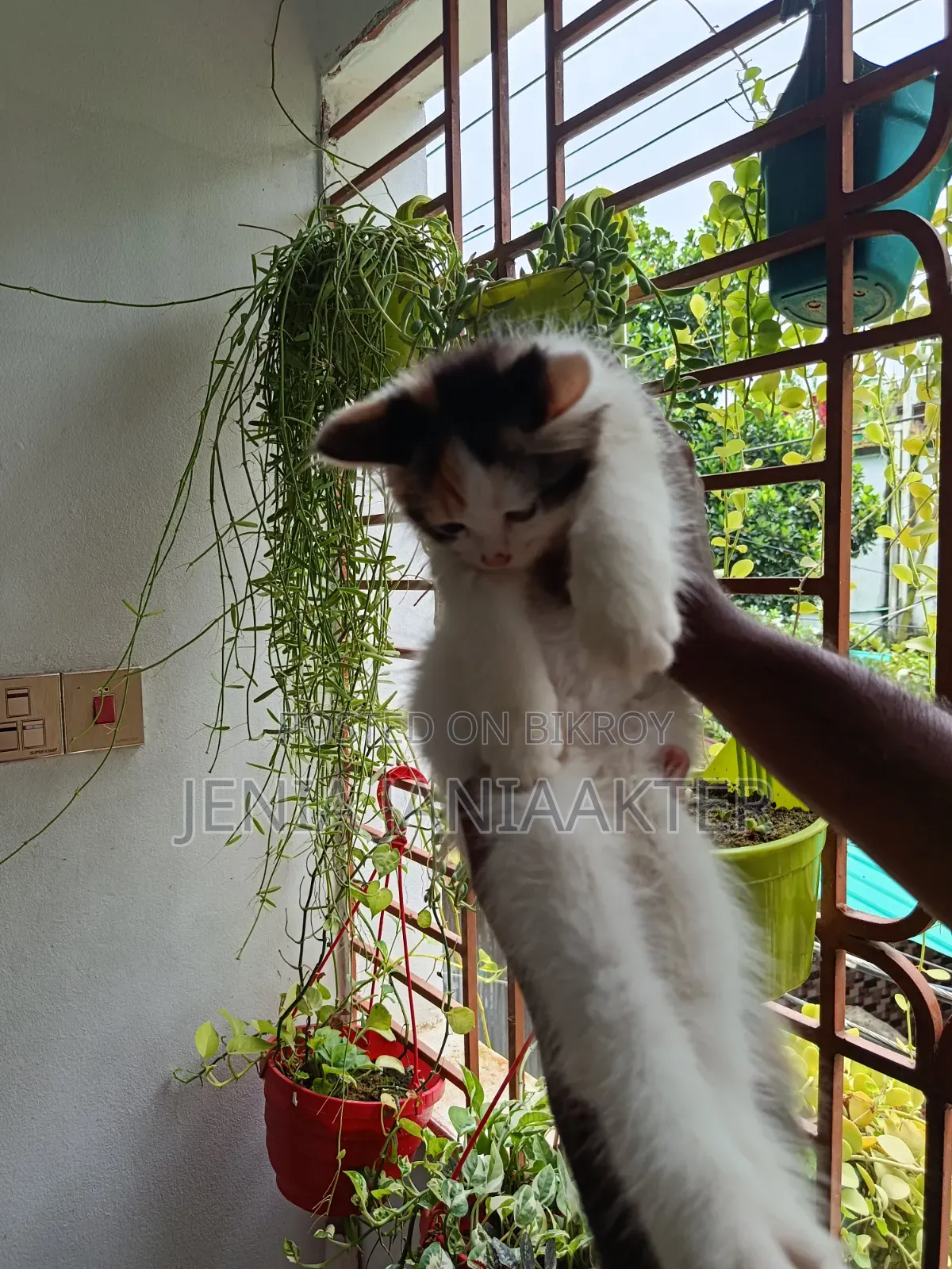 1-3 Months Female Purebred Persian