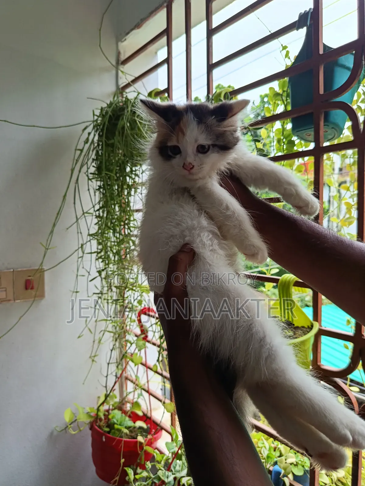 1-3 Months Female Purebred Persian