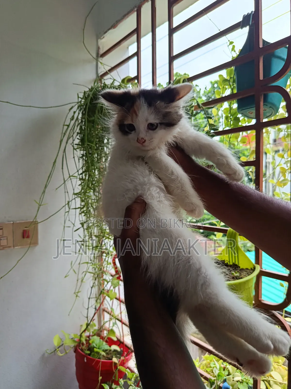 1-3 Months Female Purebred Persian