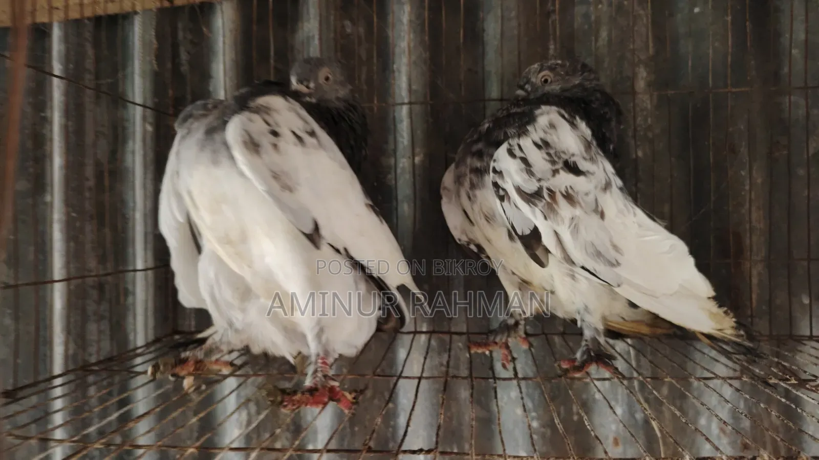 জেড স্প্রিং