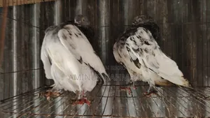 জেড স্প্রিং