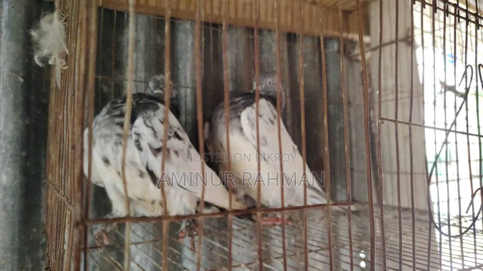 জেড স্প্রিং