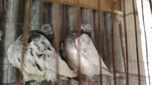 জেড স্প্রিং
