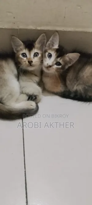 ১-৩ মাস বয়সী ফিমেল মিক্সড ব্রিড বিড়াল