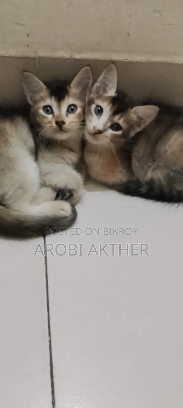 ১-৩ মাস বয়সী ফিমেল মিক্সড ব্রিড বিড়াল