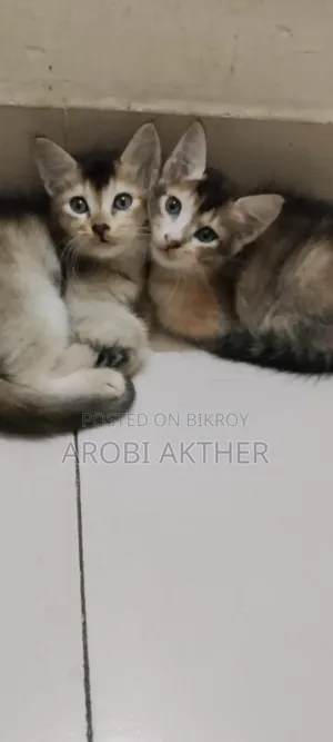 ১-৩ মাস বয়সী ফিমেল মিক্সড ব্রিড বিড়াল