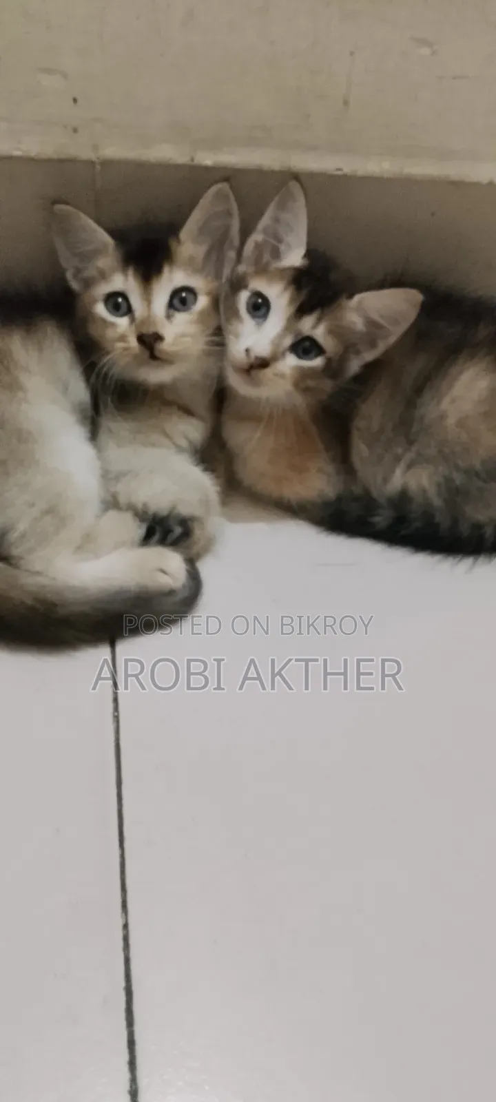 ১-৩ মাস বয়সী ফিমেল মিক্সড ব্রিড বিড়াল
