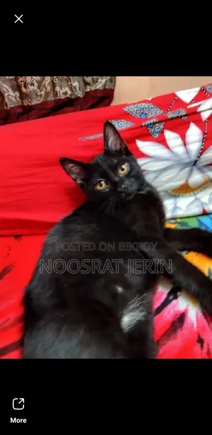 1-3 Months Male Mixed Breed Persian