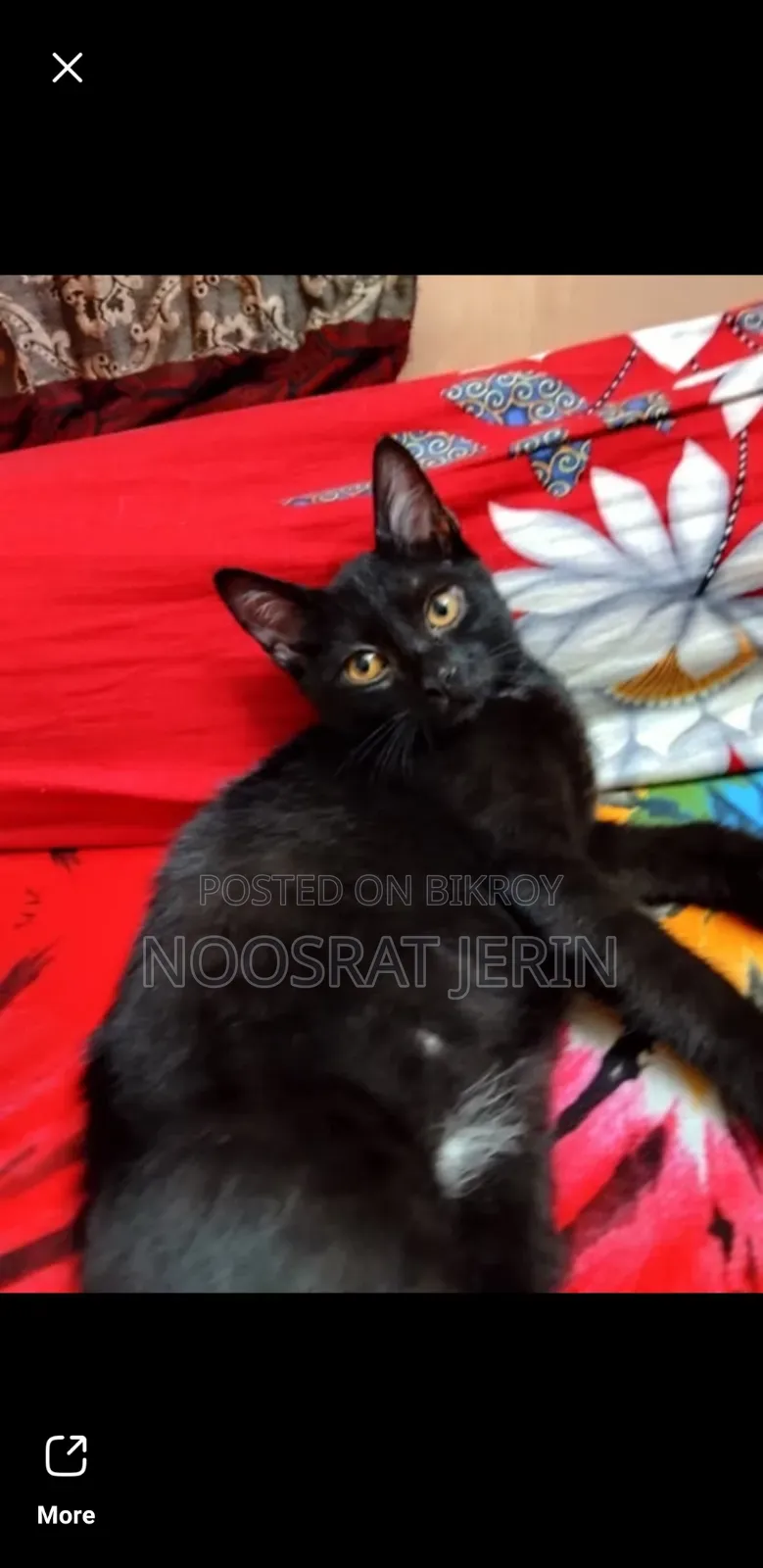 1-3 Months Male Mixed Breed Persian