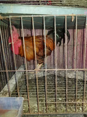 দেশি মুরগা