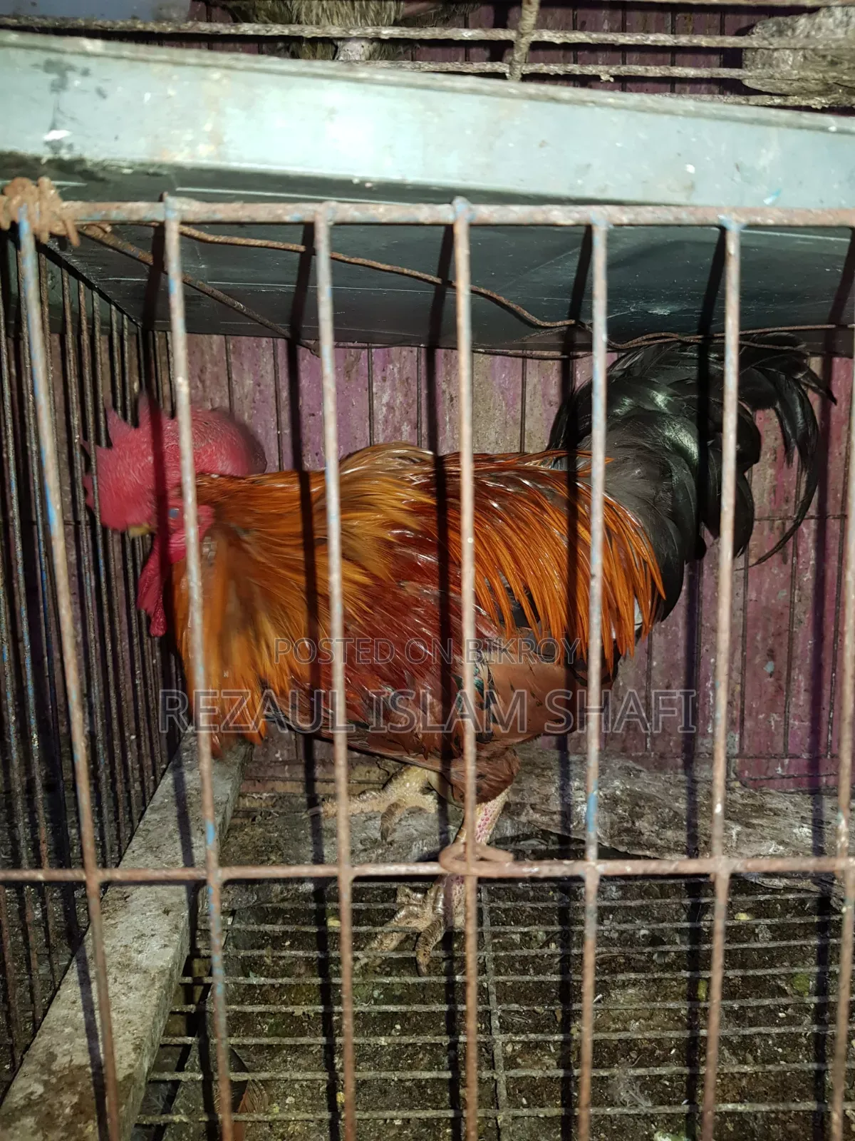 দেশি মুরগা
