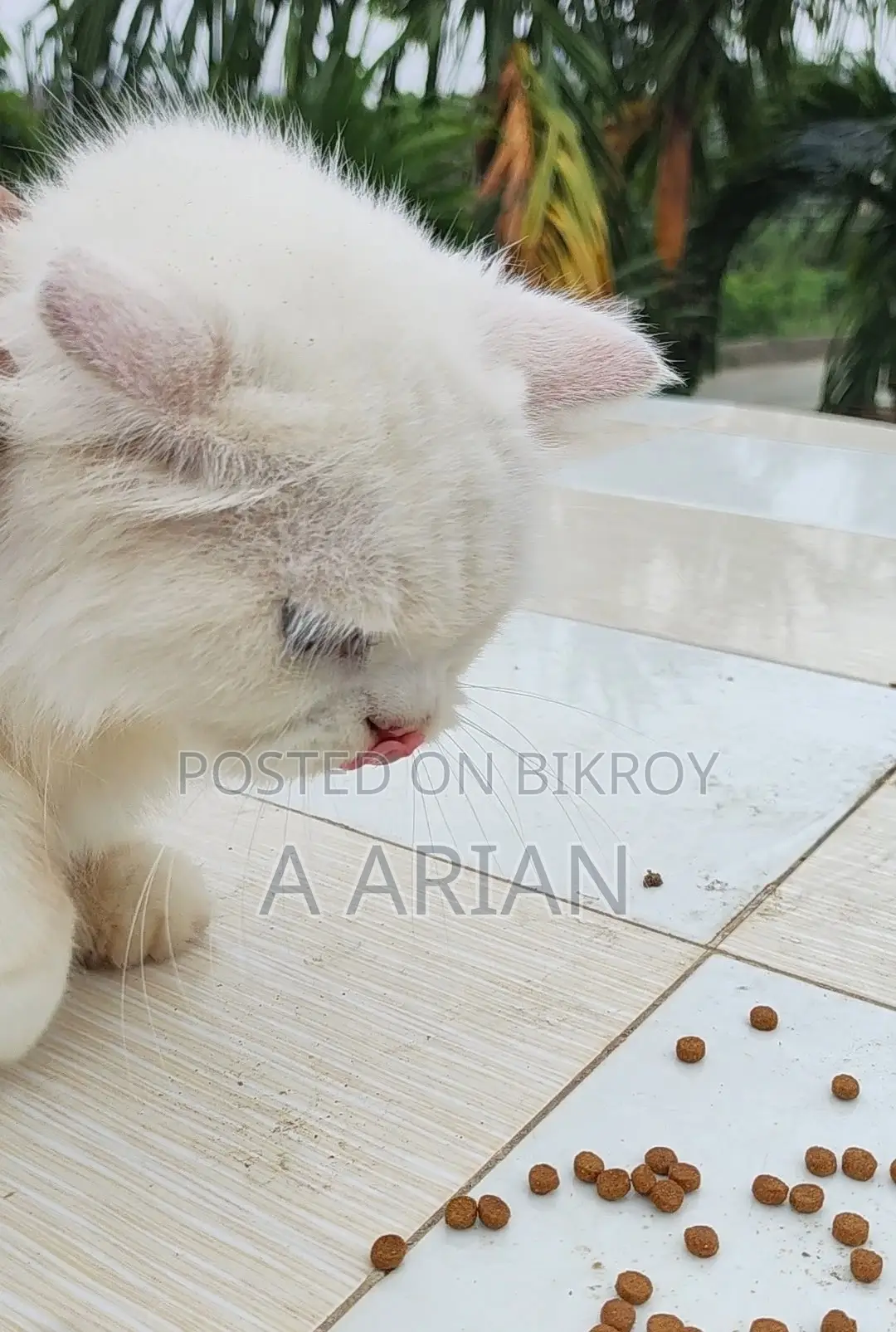 1+ Year Female Purebred Persian