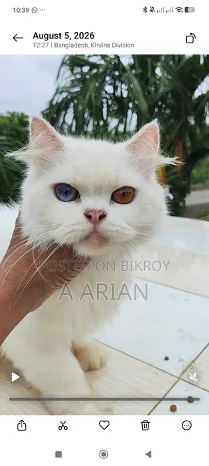 1+ Year Female Purebred Persian