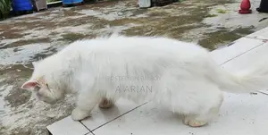 1+ Year Female Purebred Persian
