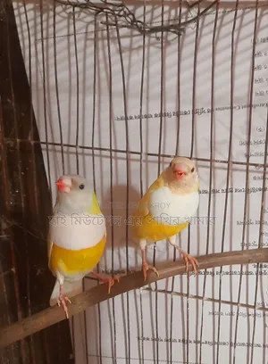 গোলডিয়ান (গোলডিয়ান জোরা)