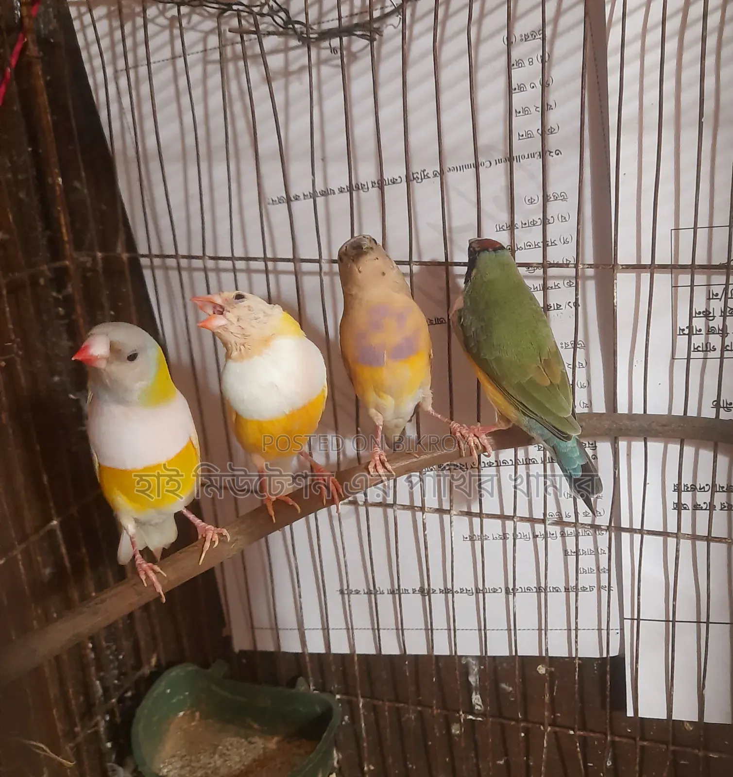 গোলডিয়ান (গোলডিয়ান জোরা)