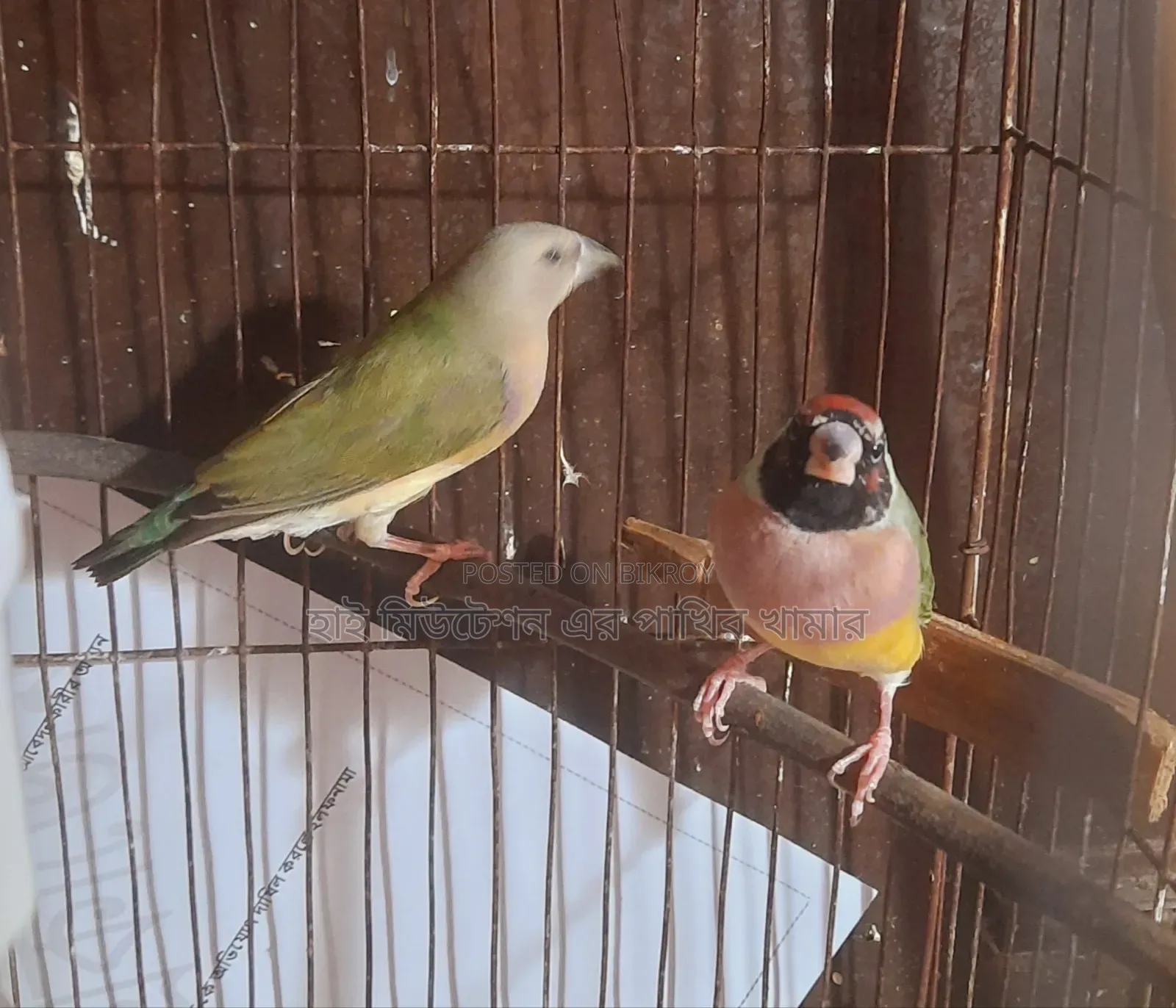 গোলডিয়ান (গোলডিয়ান জোরা)