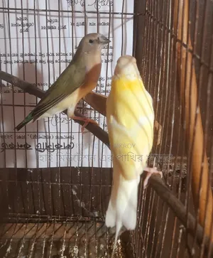গোলডিয়ান (গোলডিয়ান জোরা)