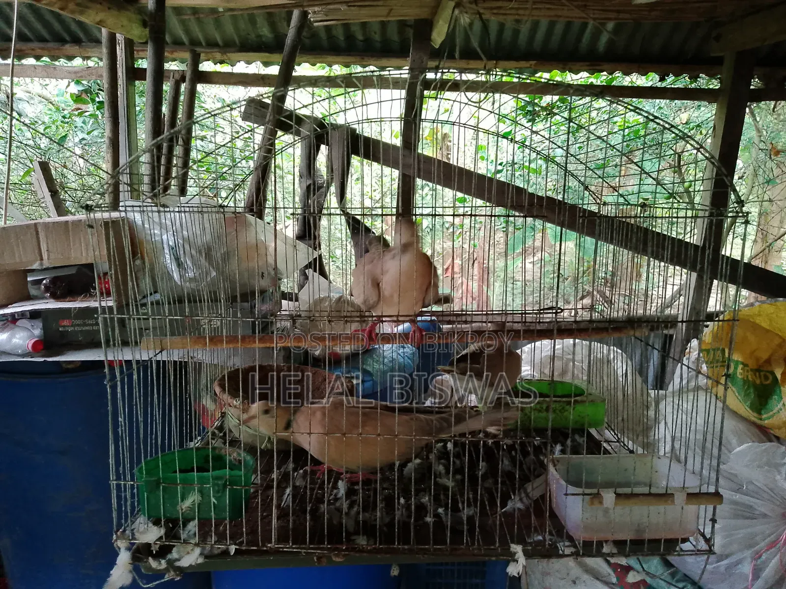 খাচা সহ রাজ ঘুঘু তিনটি।