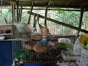 খাচা সহ রাজ ঘুঘু তিনটি।