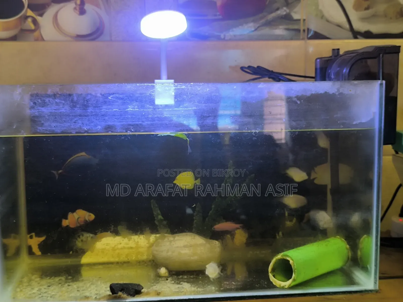মাছ সহ সম্পূর্ণ সেটআপ বিক্রি করা হবে
