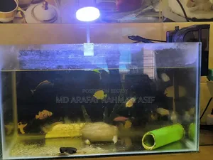 মাছ সহ সম্পূর্ণ সেটআপ বিক্রি করা হবে