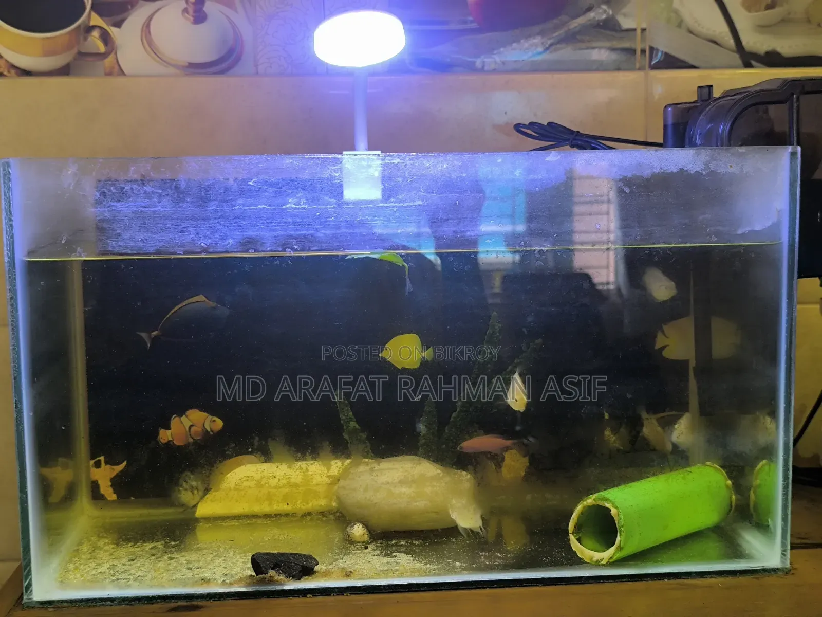 মাছ সহ সম্পূর্ণ সেটআপ বিক্রি করা হবে