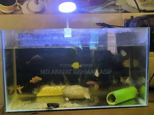 মাছ সহ সম্পূর্ণ সেটআপ বিক্রি করা হবে