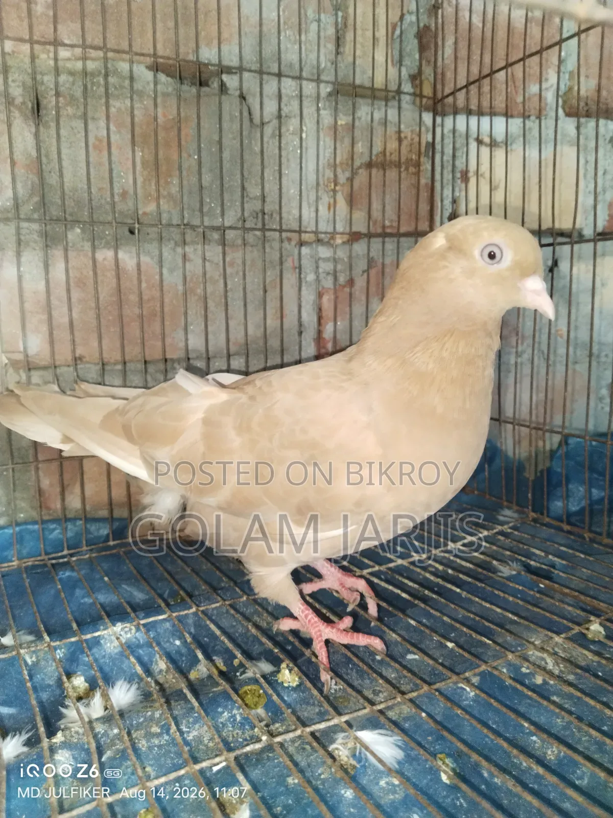 ঘিয়া চন্ডি কবুতর বিক্রি করা হবে