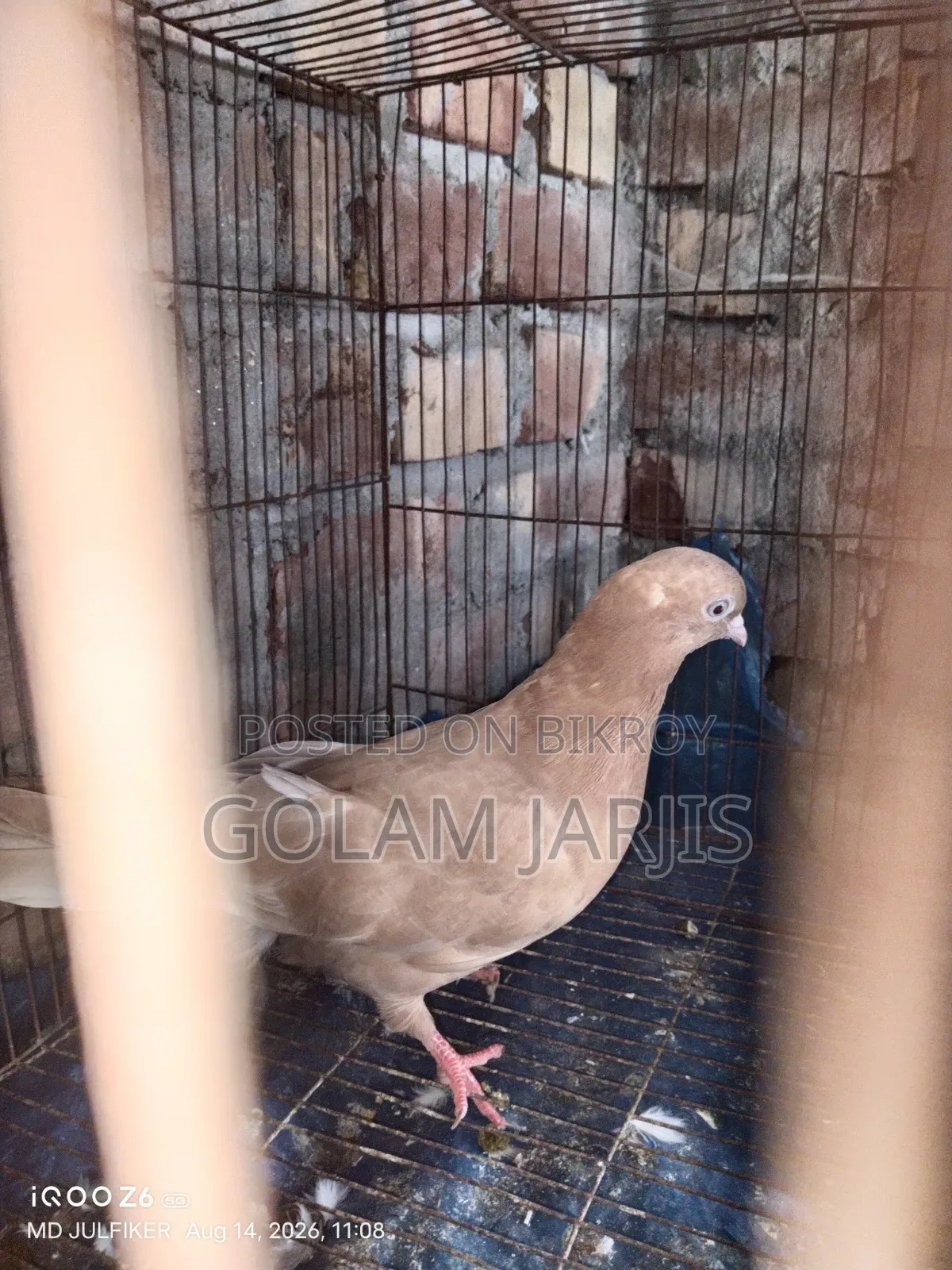 ঘিয়া চন্ডি কবুতর বিক্রি করা হবে