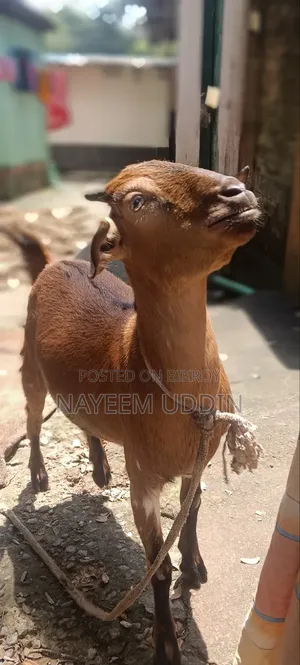 Domestic Native Goat