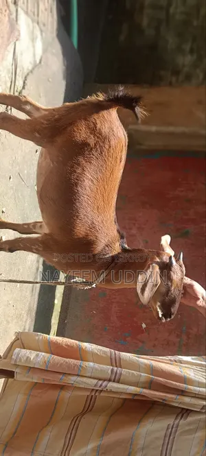 Domestic Native Goat