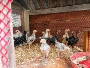 Local Chicken
