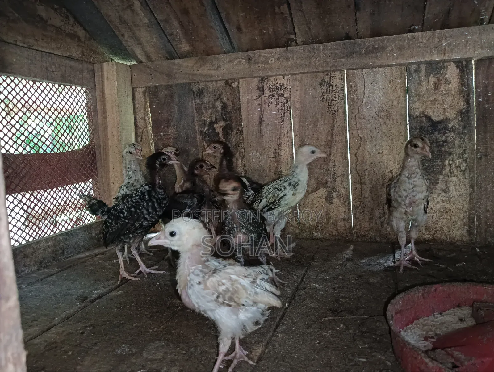 Local Chicken