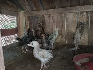 Local Chicken