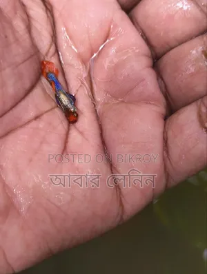 এক্সোটিক গাপ্পি মাছের জোড়া