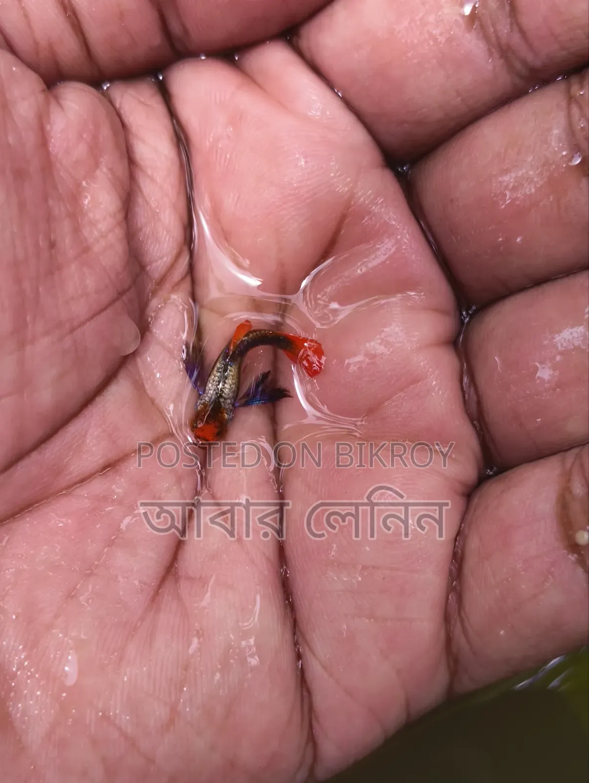এক্সোটিক গাপ্পি মাছের জোড়া