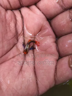 এক্সোটিক গাপ্পি মাছের জোড়া